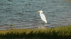 Standing Bird Image